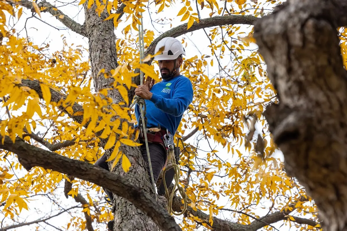 Skilled Tree Planing crew working in Madison