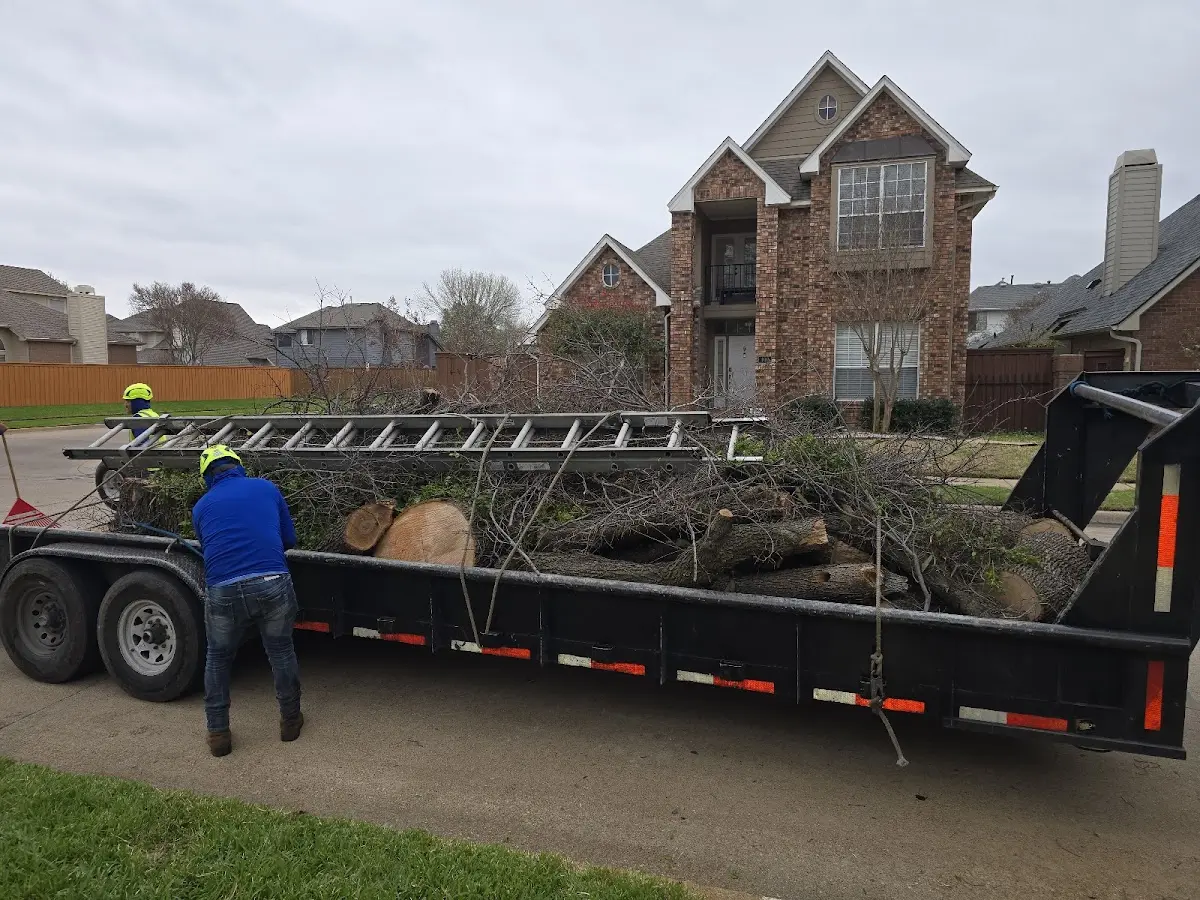 Expert Tree Removal with proper safety equipment in Madison